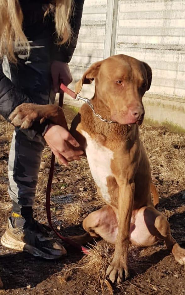 Splendido Pitbull - Zoro
